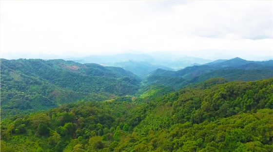 为什么喜欢喝普洱茶