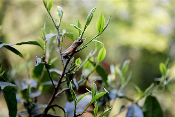 春茶与秋茶的区别
