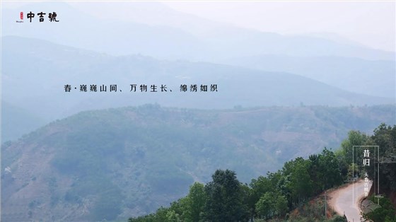 中吉号昔归茶园