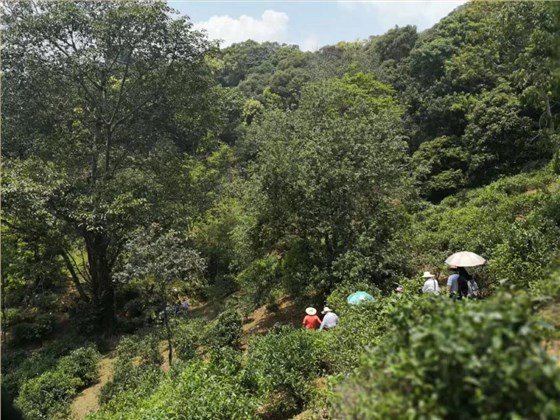 中吉号麻黑庄园