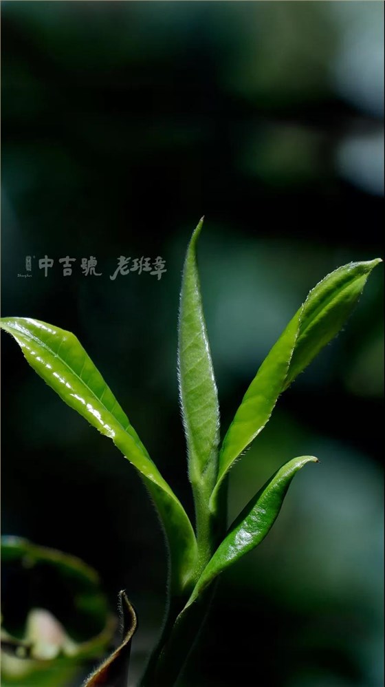 老班章茶芽大赛