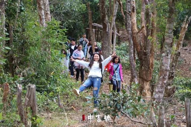 中吉号云南茶山行