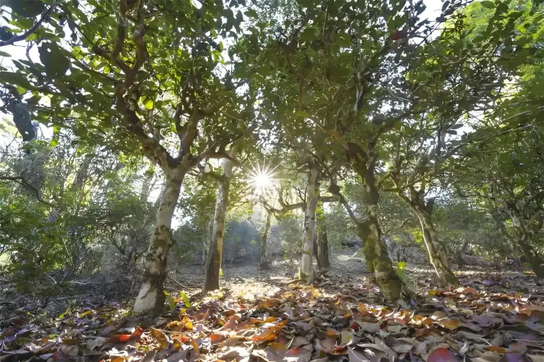 微信图片_20250210145950