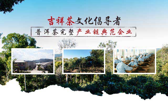 乔木古树普洱茶