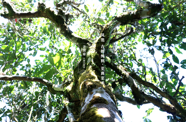 中吉号老班章古茶树